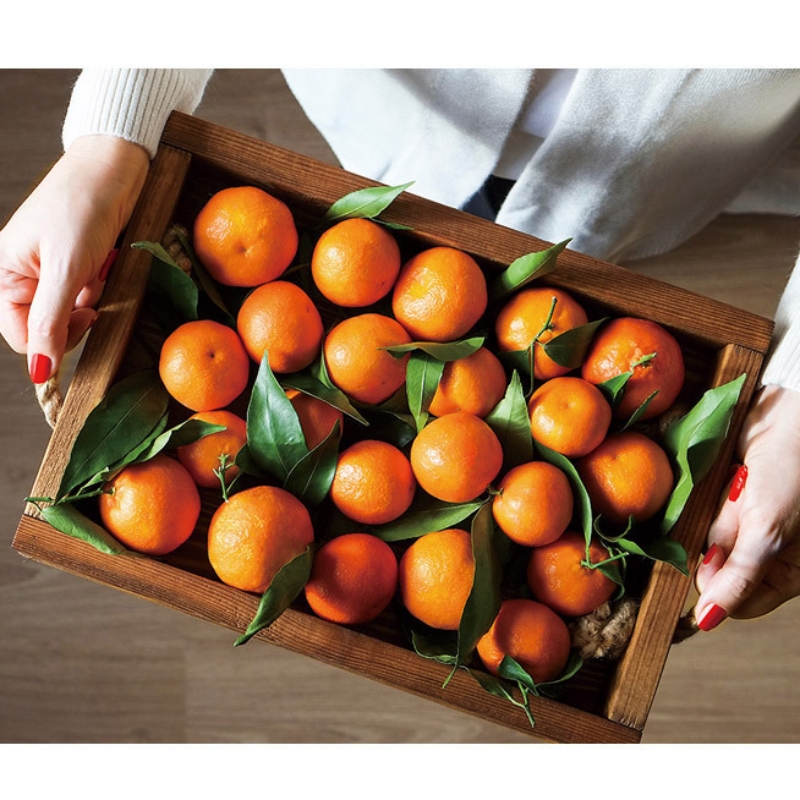 제주직송 고당도 하우스감귤 못난이 랜덤과(사이즈혼합) 1.5kg, 2.5kg, 4.5kg