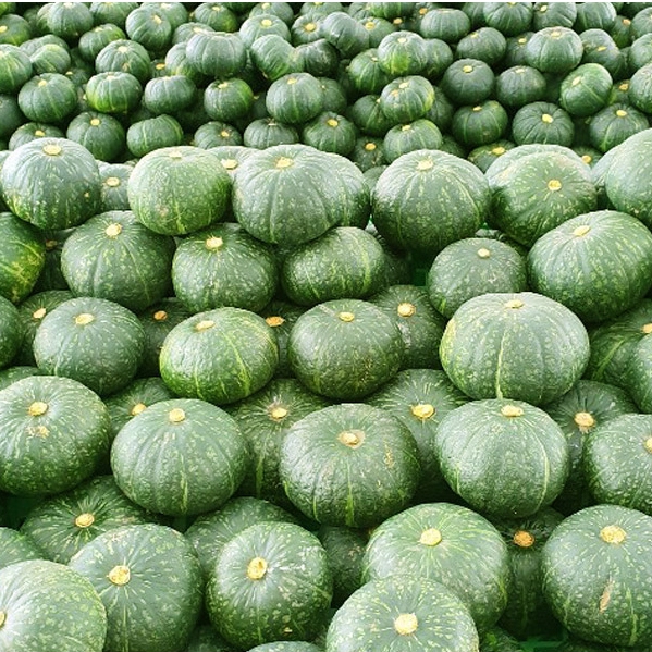 제주직송 영양만점 미니 밤단호박 2kg,5kg,8kg(사이즈 선택)