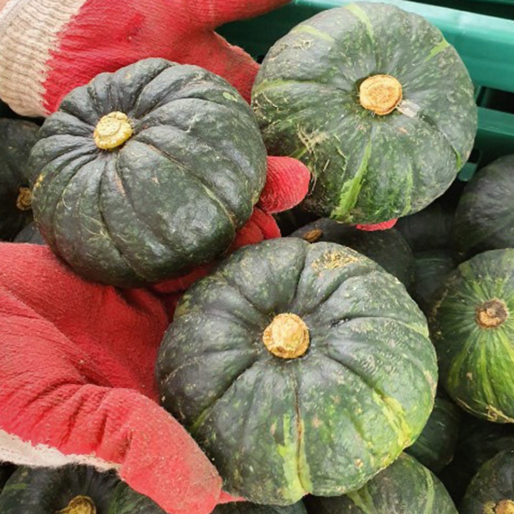 제주직송 영양만점 미니 밤단호박 2kg,5kg,8kg(사이즈 선택) 대표이미지 섬네일