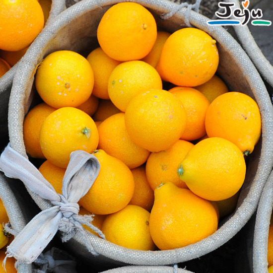 조은돌담 제주직송 달콤상큼 황금향(선물용) 2.5kg 대표이미지 섬네일