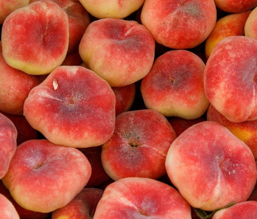 대극천 납작복숭아 딱딱이 1kg-3kg