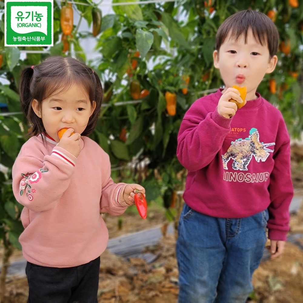 [무료배송] 당일수확 아삭아삭 유기농 삼색 미니 파프리카 1kg