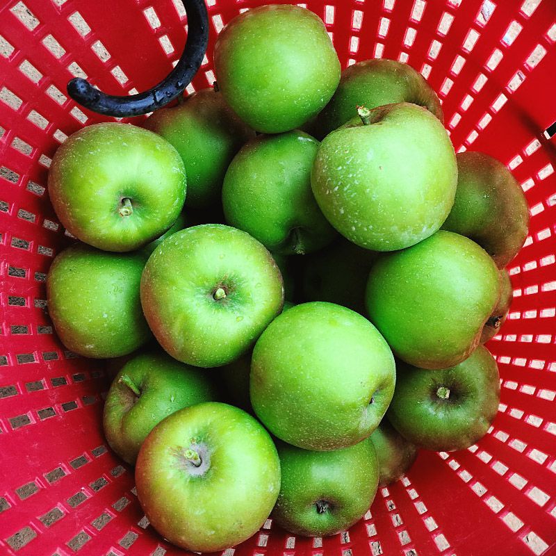 햇사과 초록사과 썸머킹 아오리 2kg