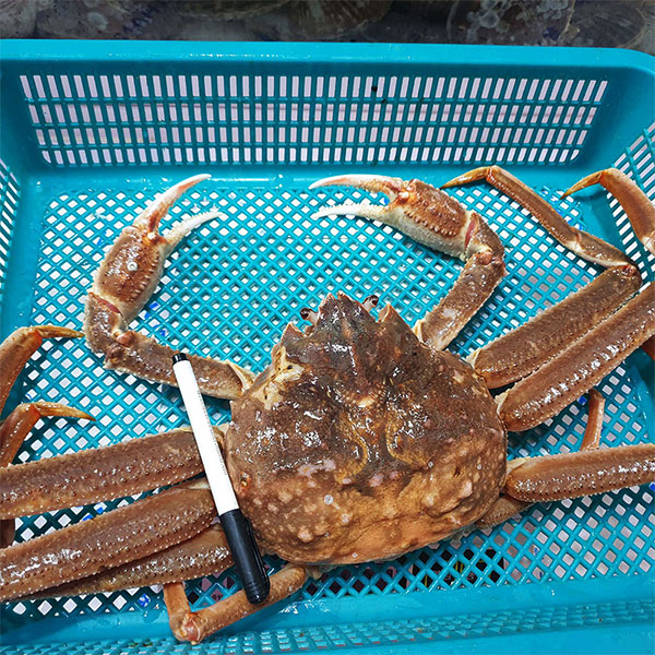동해항 산지직송 A급 활 러시아대게 1kg/2kg/3kg 수율80% 이상 