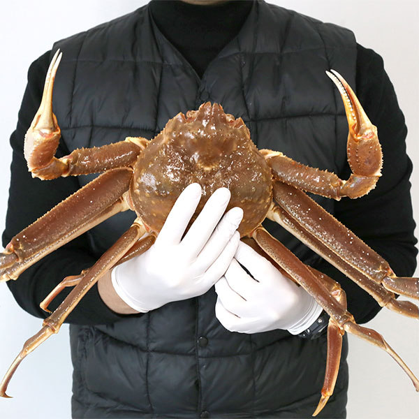 동해항 산지직송 A급 활 러시아대게 1kg/2kg/3kg 수율80% 이상 