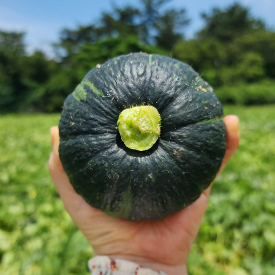 제주 미니 밤호박 국내산 보우짱 미니 단호박
