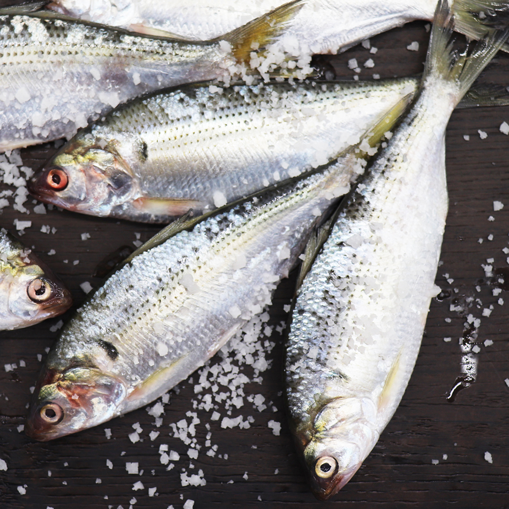 자연산 전어 대표이미지 섬네일