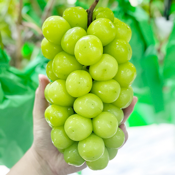 프리미엄 고당도 샤인머스켓 