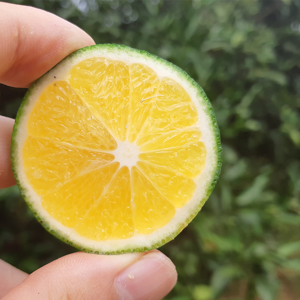 상큼한 제주 청귤 풋귤
