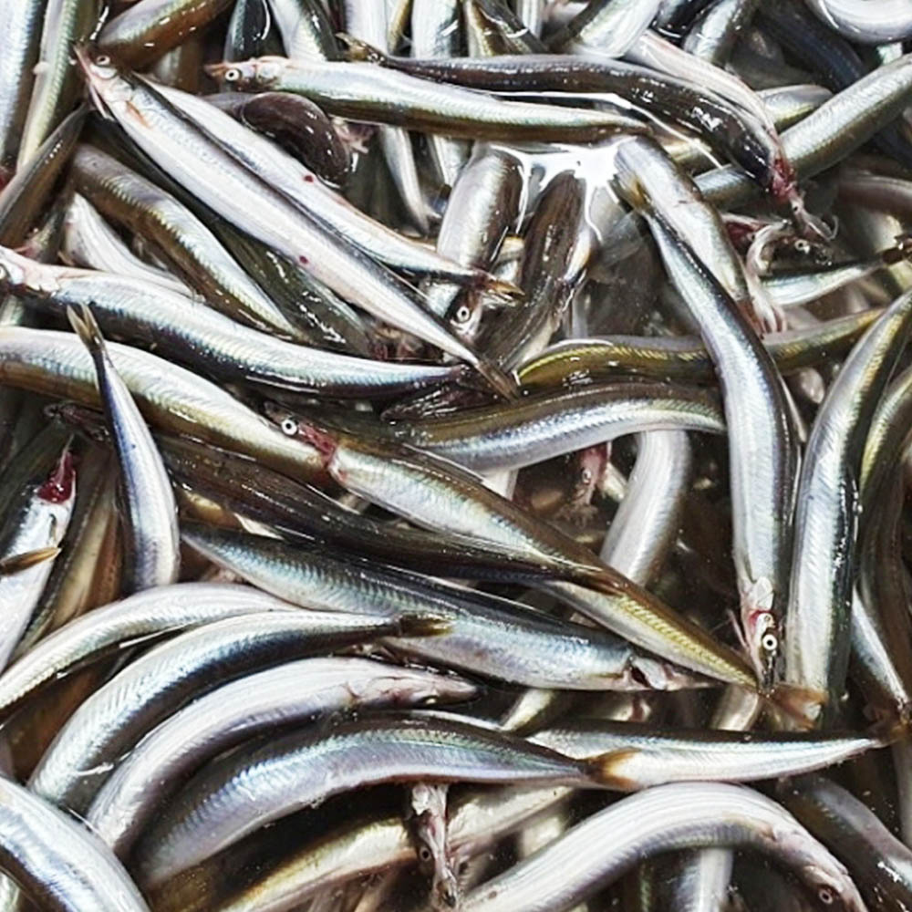 국내산 동해 급냉 양미리 1kg 22-28미