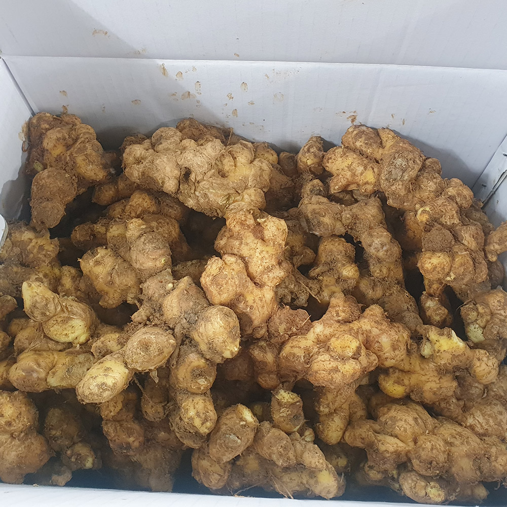 국내산 토종품종 햇 흙 생강 특품 1-5kg