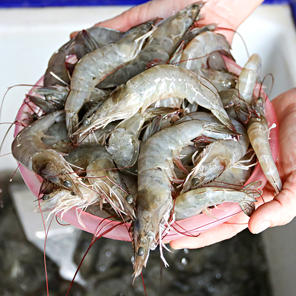 국산 신안 흰다리새우 활새우 1kg