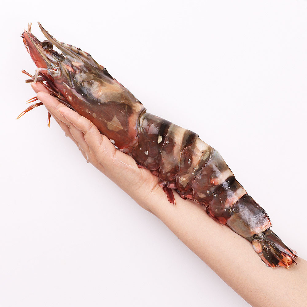 자연산 킹타이거새우 1마리 중량별 모음전