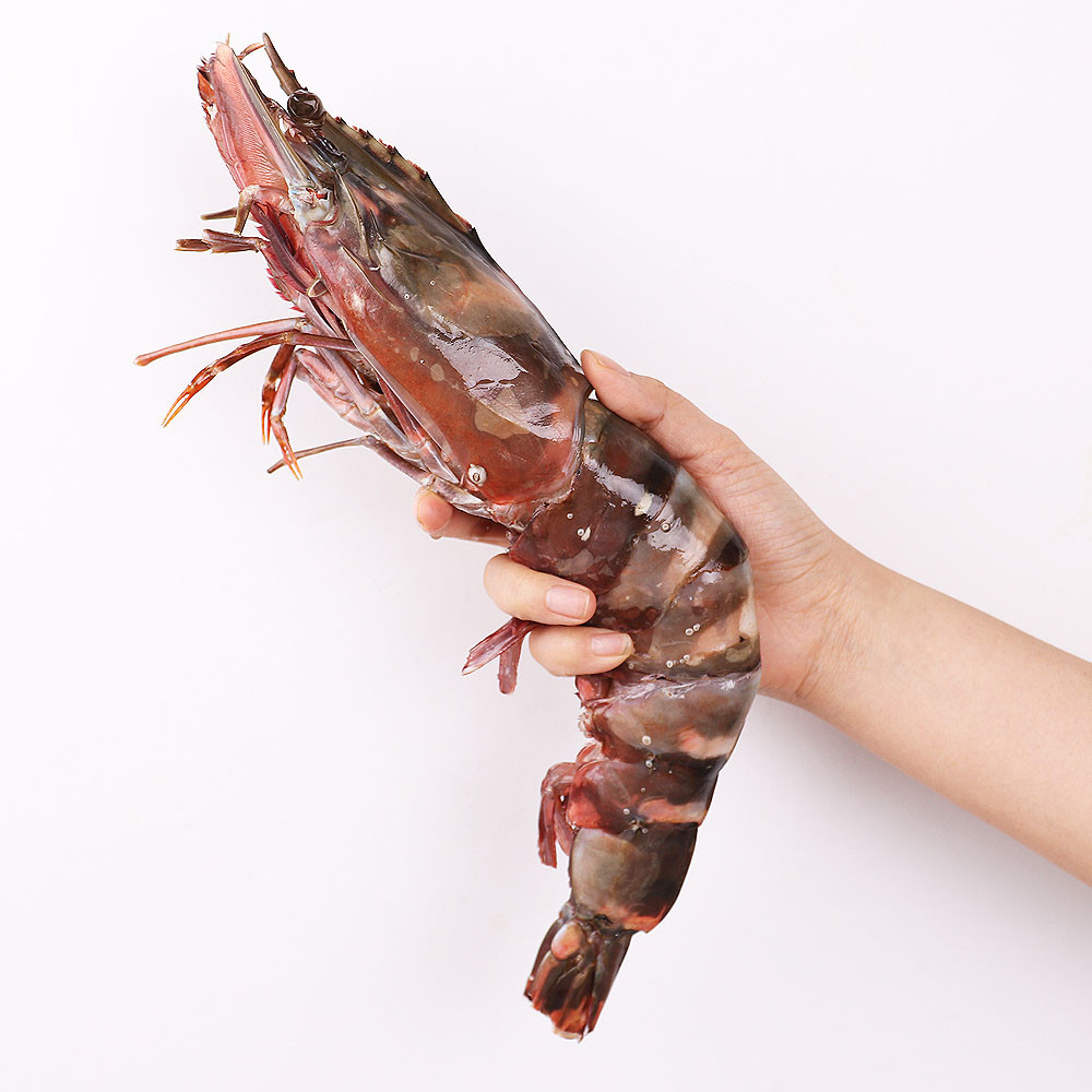 자연산 킹타이거새우 1마리 중량별 모음전