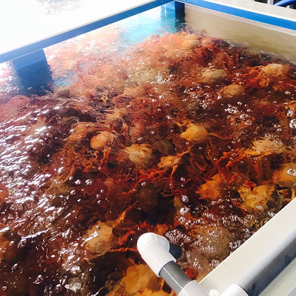 포항 구룡포 당일조업 프리미엄 자숙 홍게  3kg 10-12미