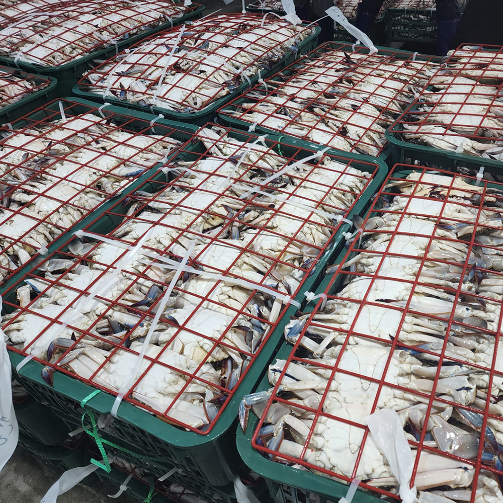 국내산 제철 활 숫꽃게 게장 탕 찜용 1kg 3-25미