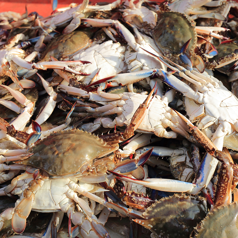 국내산 제철 활 숫꽃게 게장 탕 찜용 1kg 3-25미