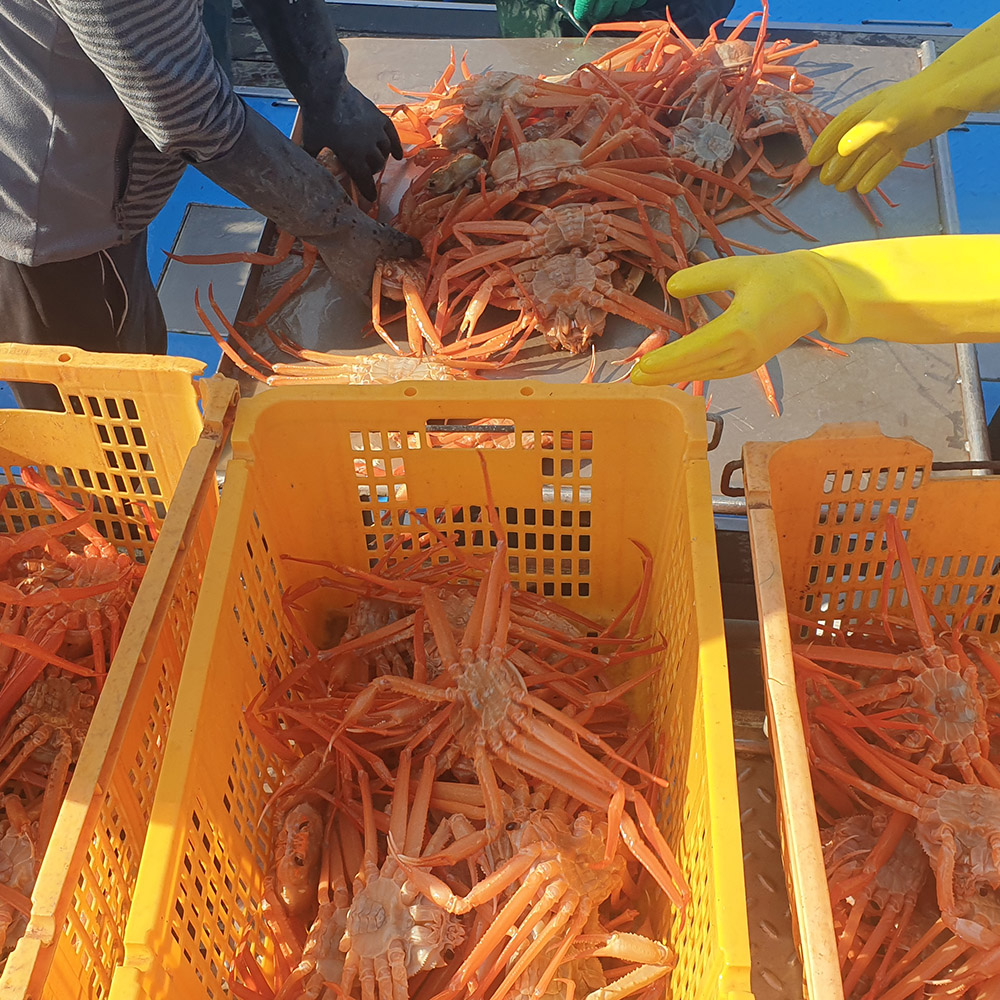 [외할머니밥상] 구룡포 자숙 홍게 2kg 3kg 5kg / 박달형 고급 프리미엄