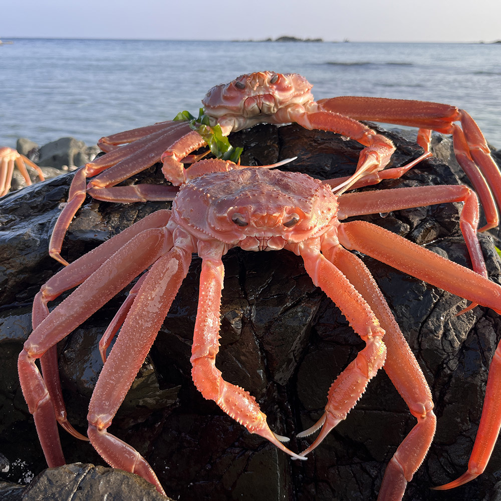 [외할머니밥상] 구룡포 자숙 홍게 2kg 3kg 5kg / 박달형 고급 프리미엄