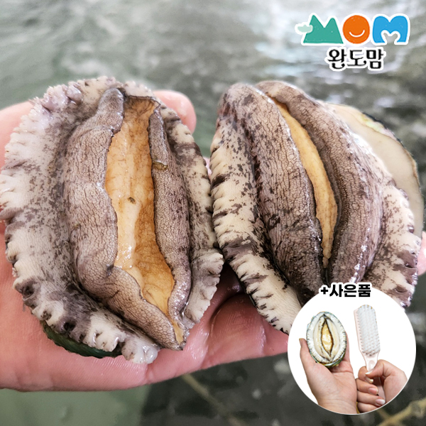 완도 활 전복6-7미 1kg 선물포장 가능/살아서도착 +세척솔증정