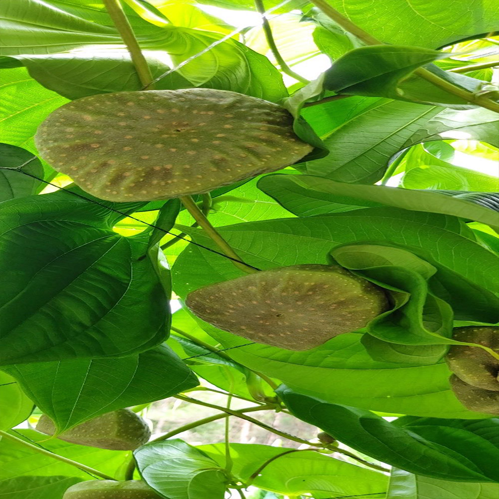 참 좋은 인연 동곡 하늘마 3kg 5kg 10kg /옵션선택/