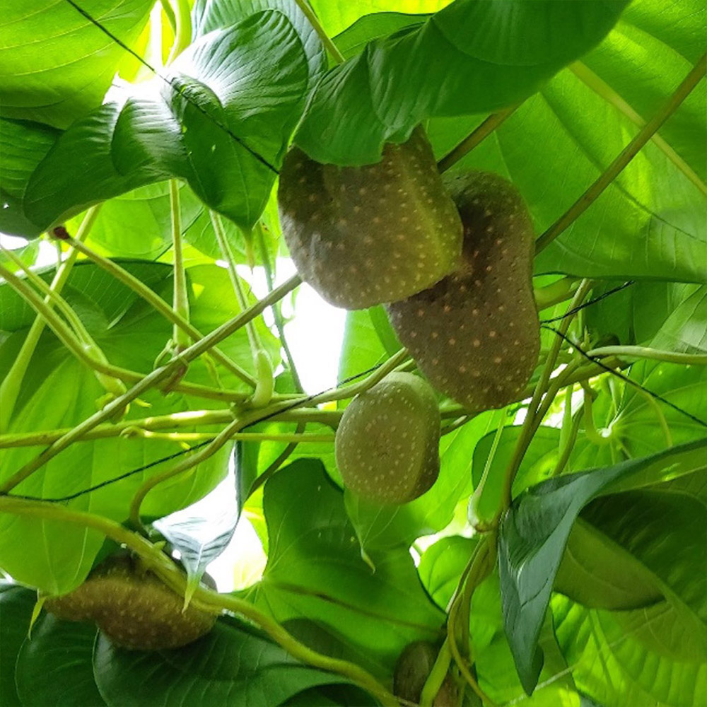 참 좋은 인연 동곡 하늘마 3kg 5kg 10kg /옵션선택/