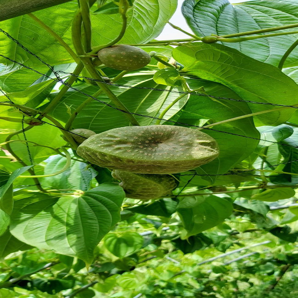 참 좋은 인연 동곡 하늘마 3kg 5kg 10kg /옵션선택/