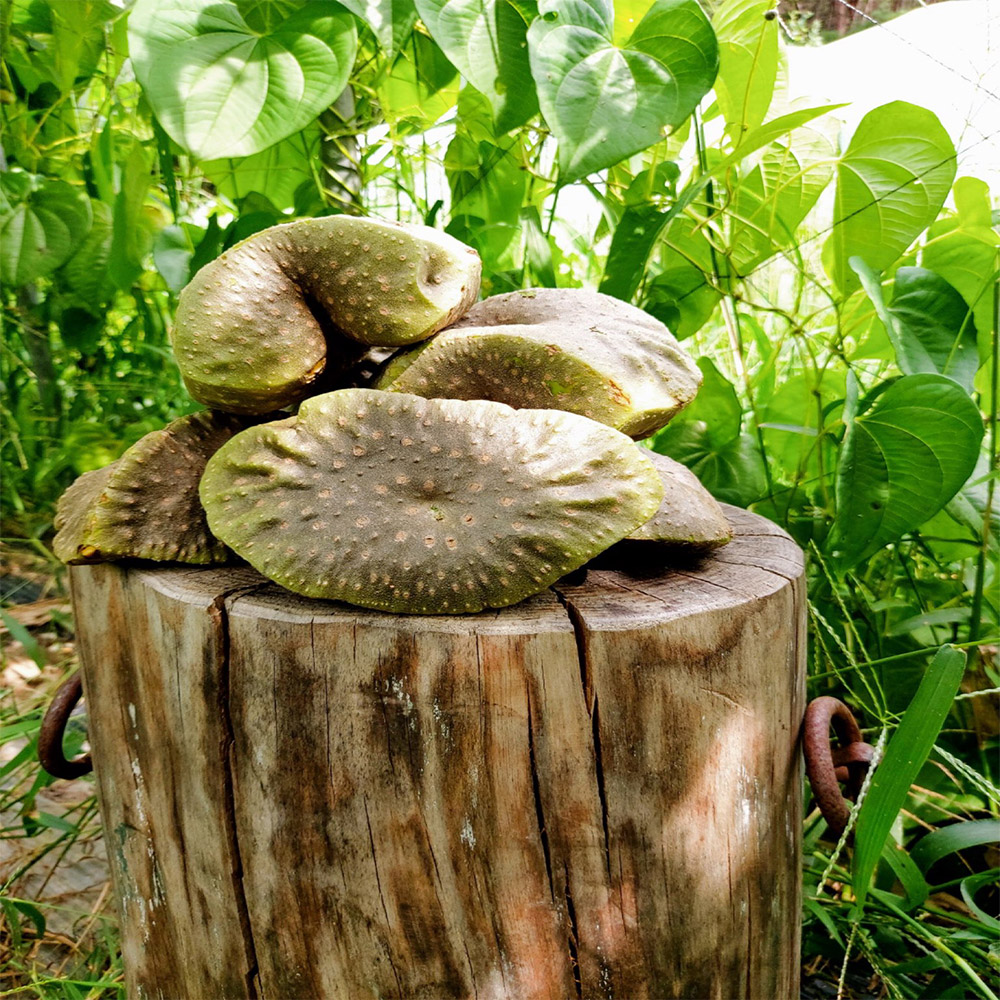 참 좋은 인연 동곡 하늘마 3kg 5kg 10kg /옵션선택/