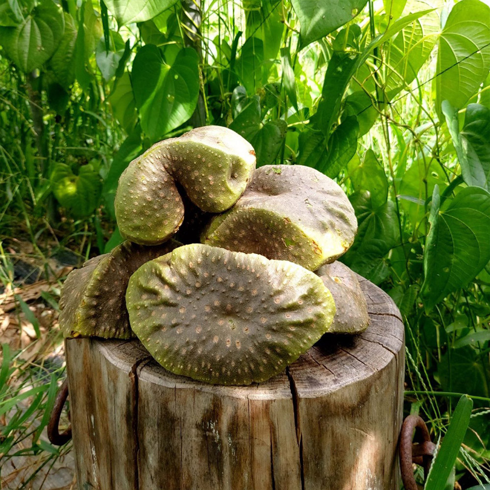 참 좋은 인연 동곡 하늘마 3kg 5kg 10kg /옵션선택/