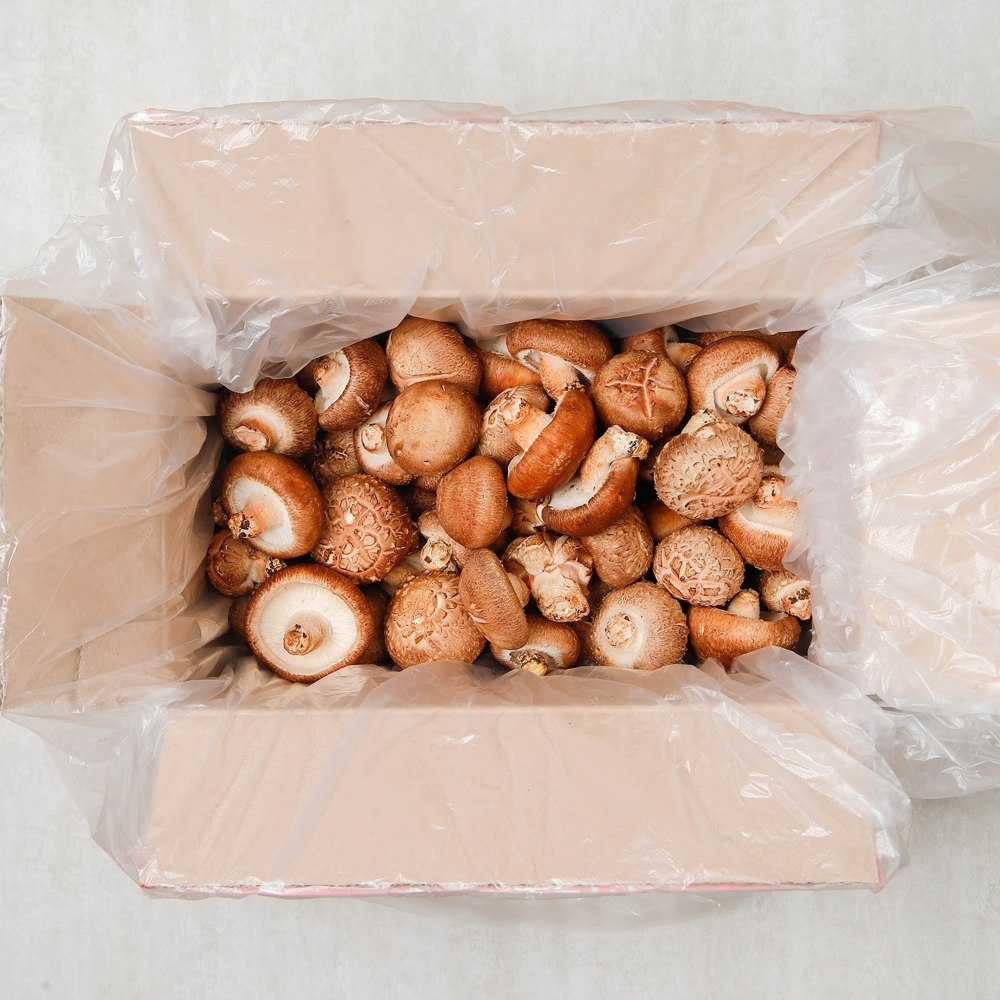생표고버섯 파지 표고버섯 1kg 못난이