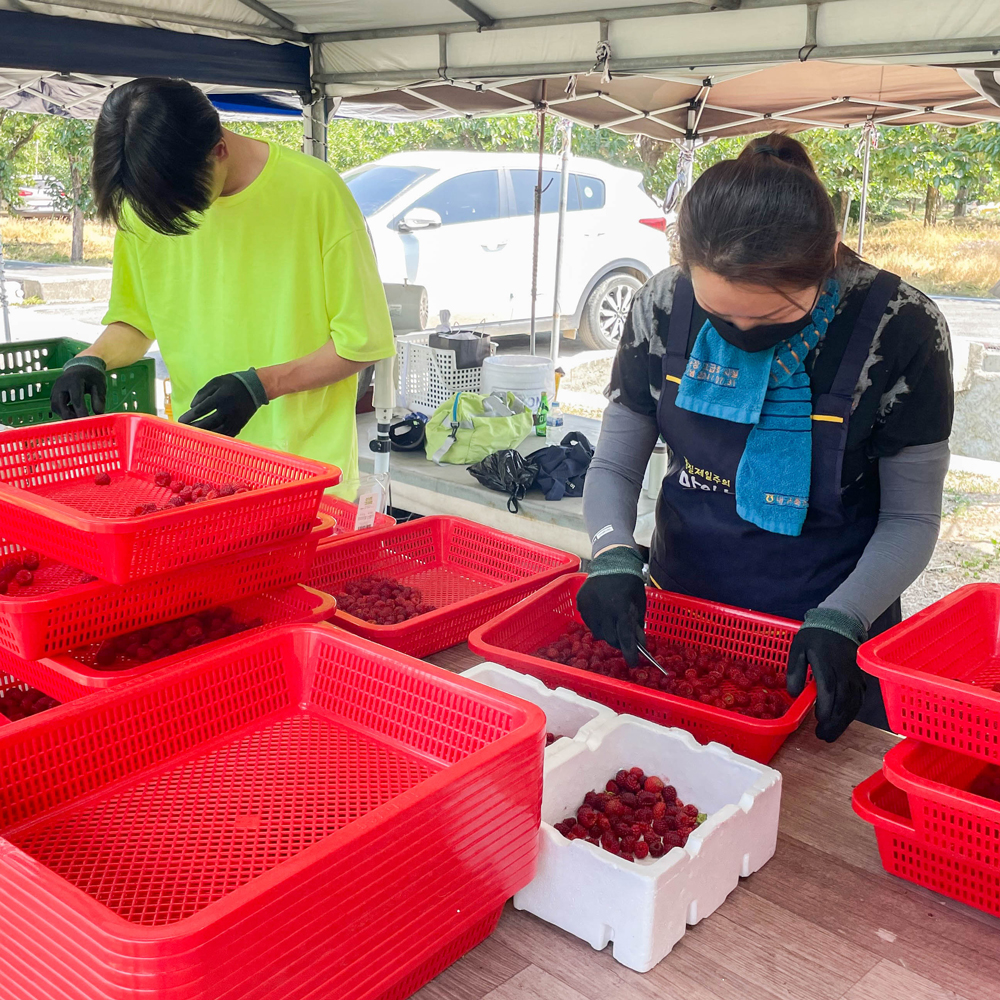 냉동 산딸기 급냉 500g