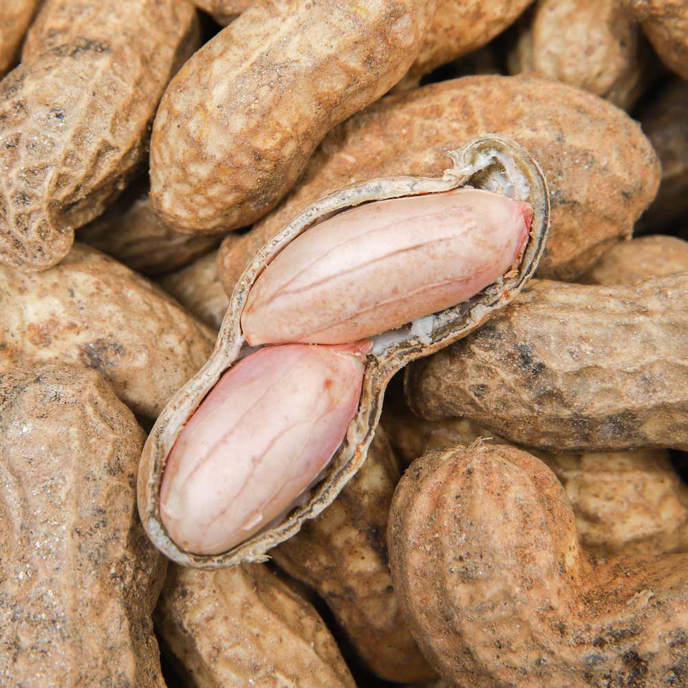 생땅콩 햇땅콩 국산 피땅콩 500g 1kg 2kg 3kg