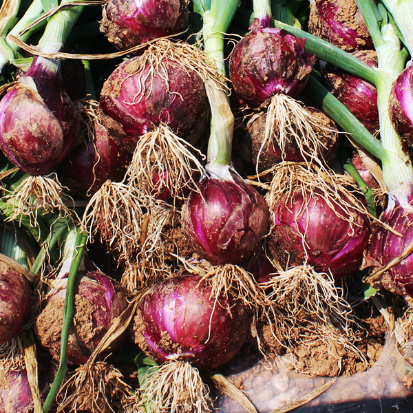 무안 황토밭 자색양파 3kg(소_짱아찌용) 외 2종