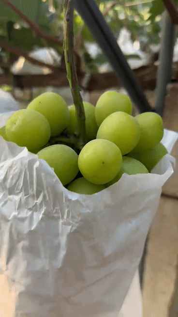 마트에 없는 초고당도 샤인머스캣 대표이미지 섬네일