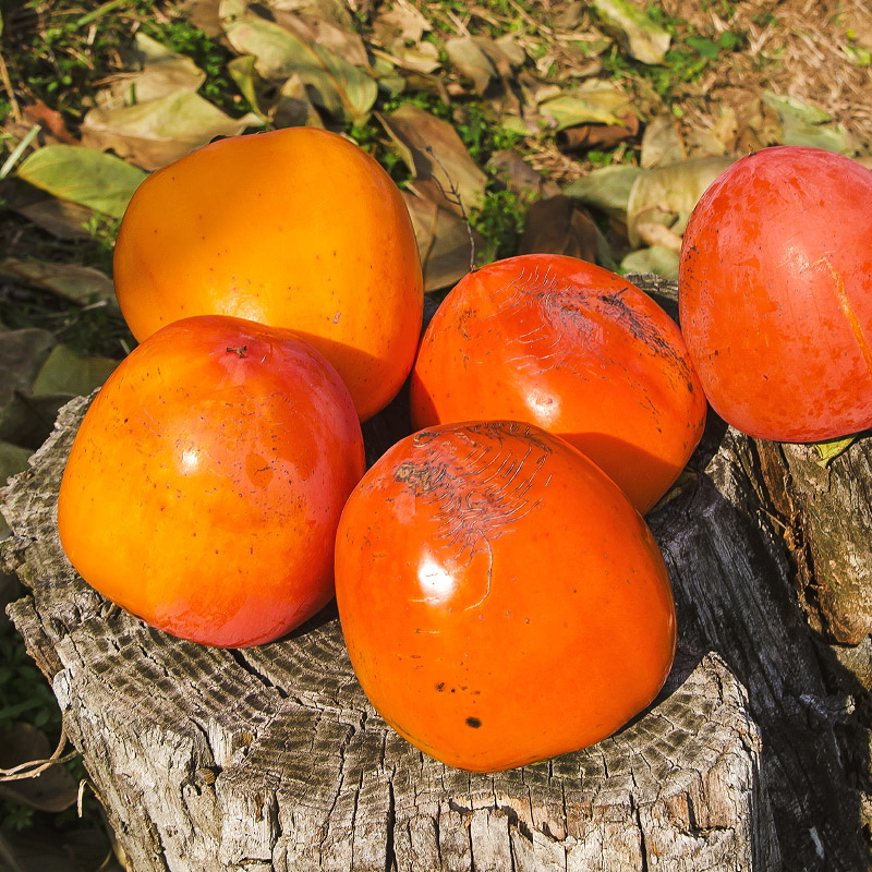 서리맞은 대봉감 4.5kg