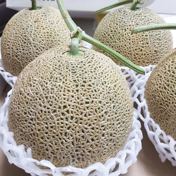[참다올] 달콤한 제철 국산메론 8kg 4kg 2kg