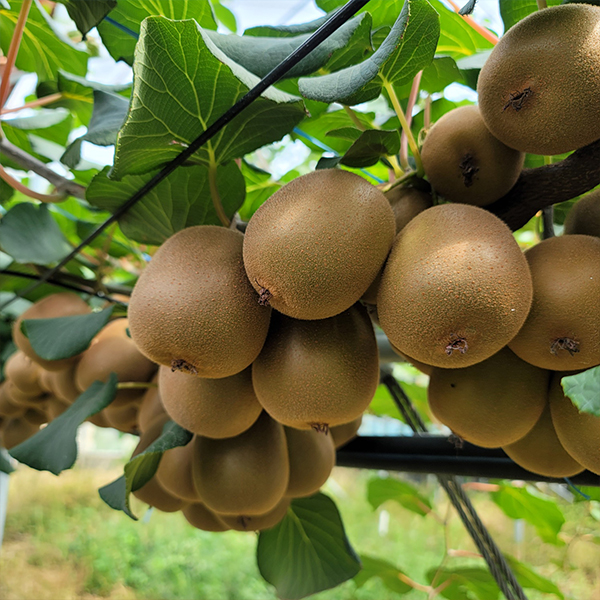 고당도 제주 골드키위 2kg/3kg/5kg (크기별 옵션, 제주산)