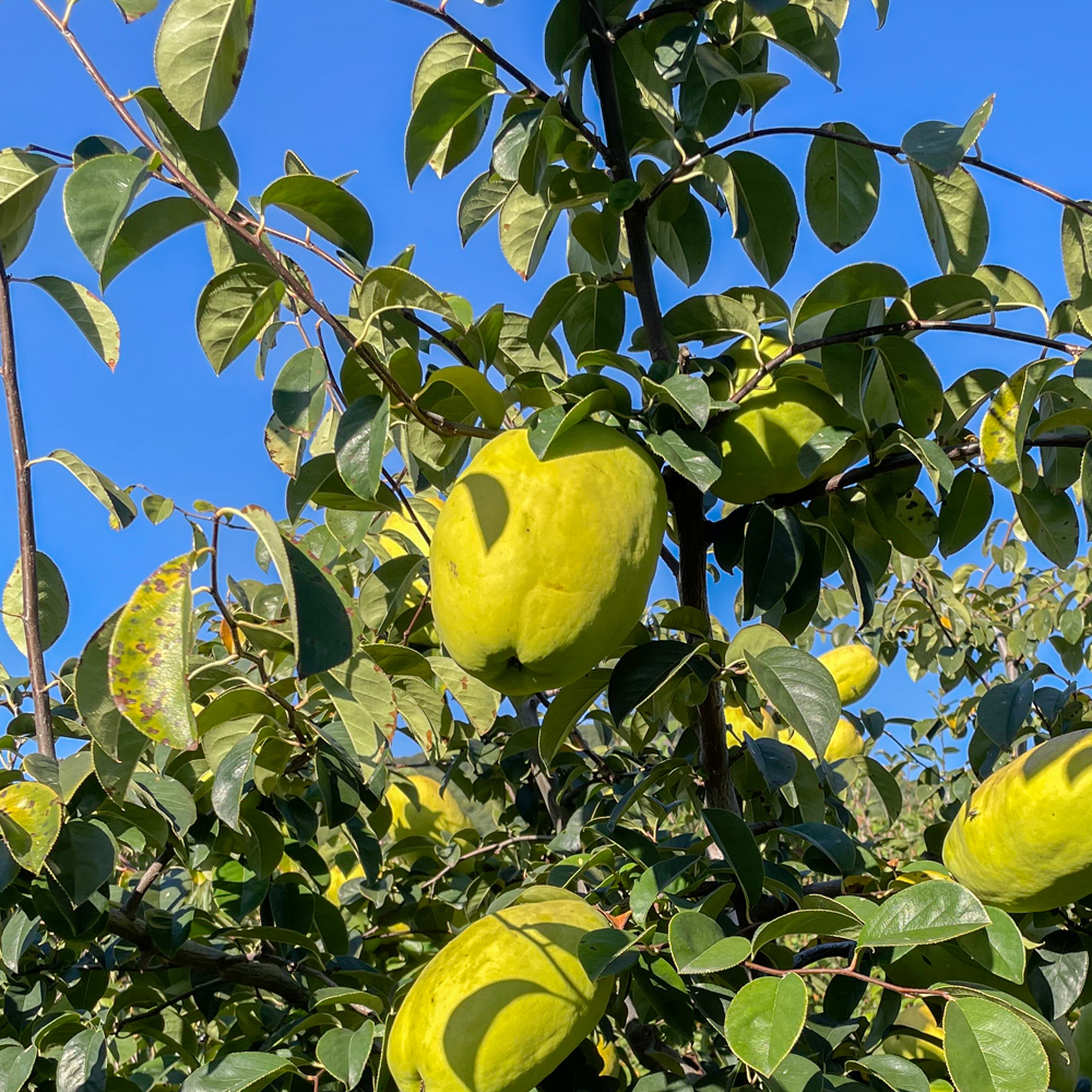 청도 모과 생모과 3kg 5kg 10kg