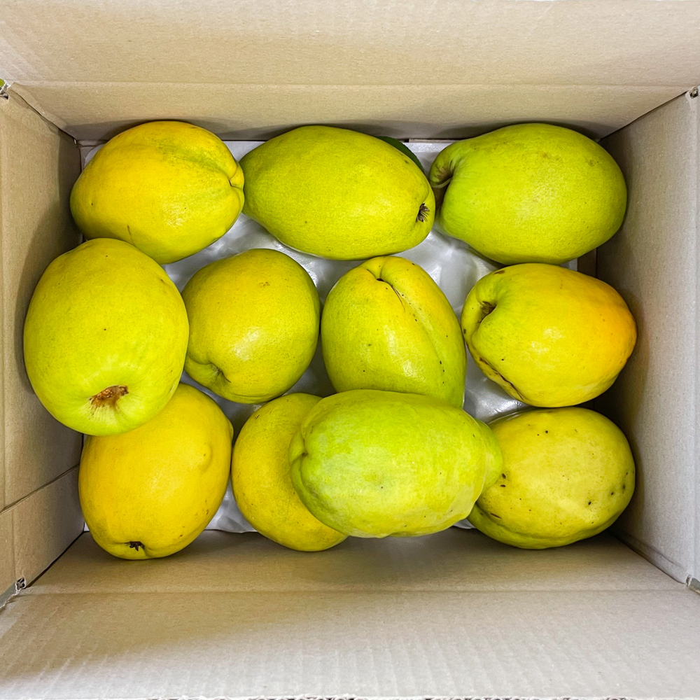 청도 모과 생모과 3kg 5kg 10kg