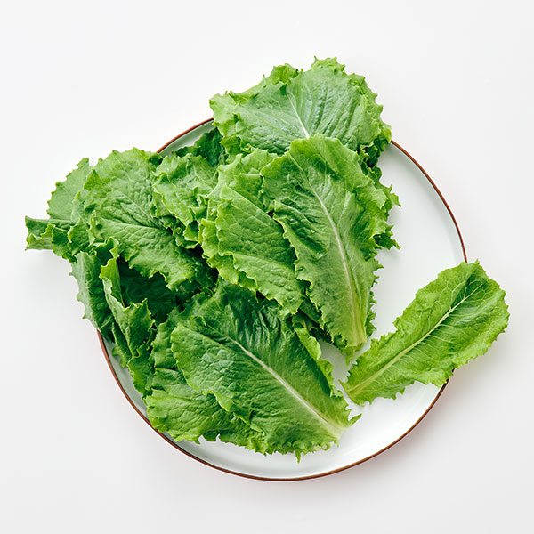 청상추 (120g)/ 무농약이상