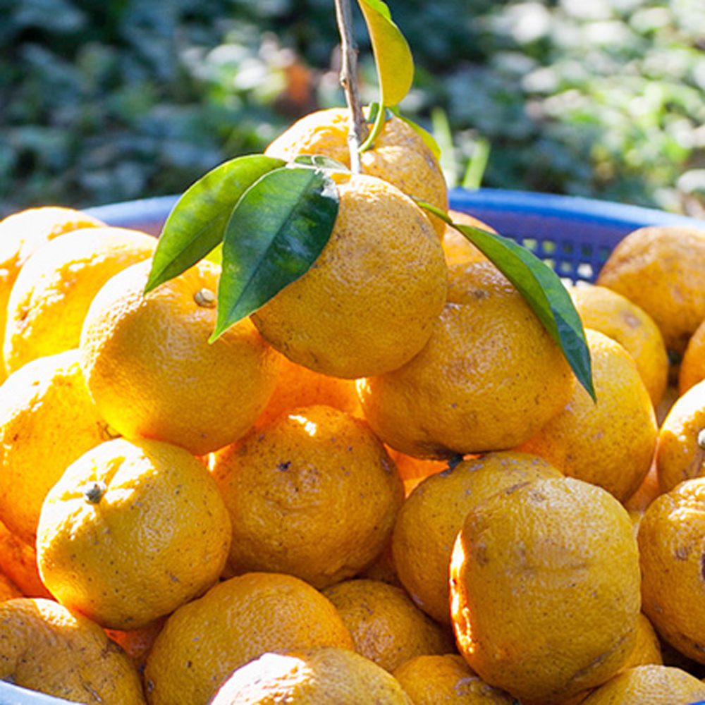 생유자 유자생과 2kg 3kg 5kg 10kg 유기농