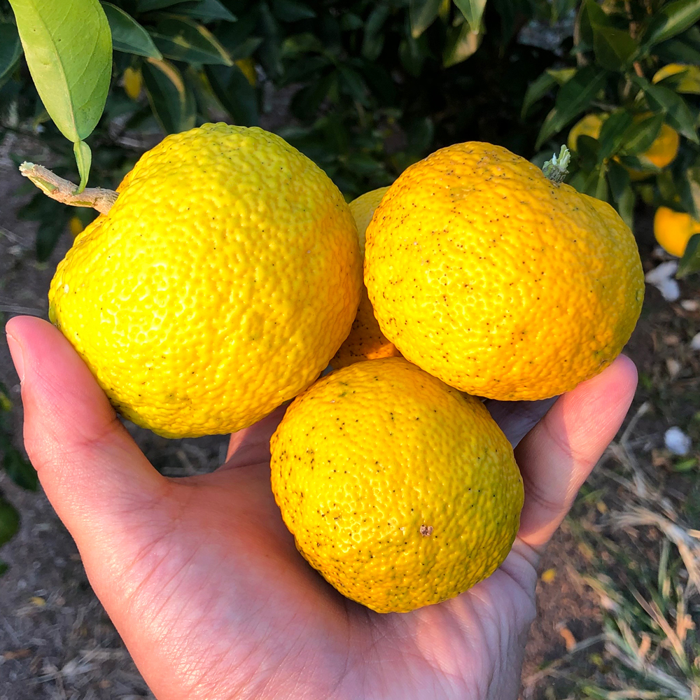 생유자 유자생과 2kg 3kg 5kg 10kg 유기농