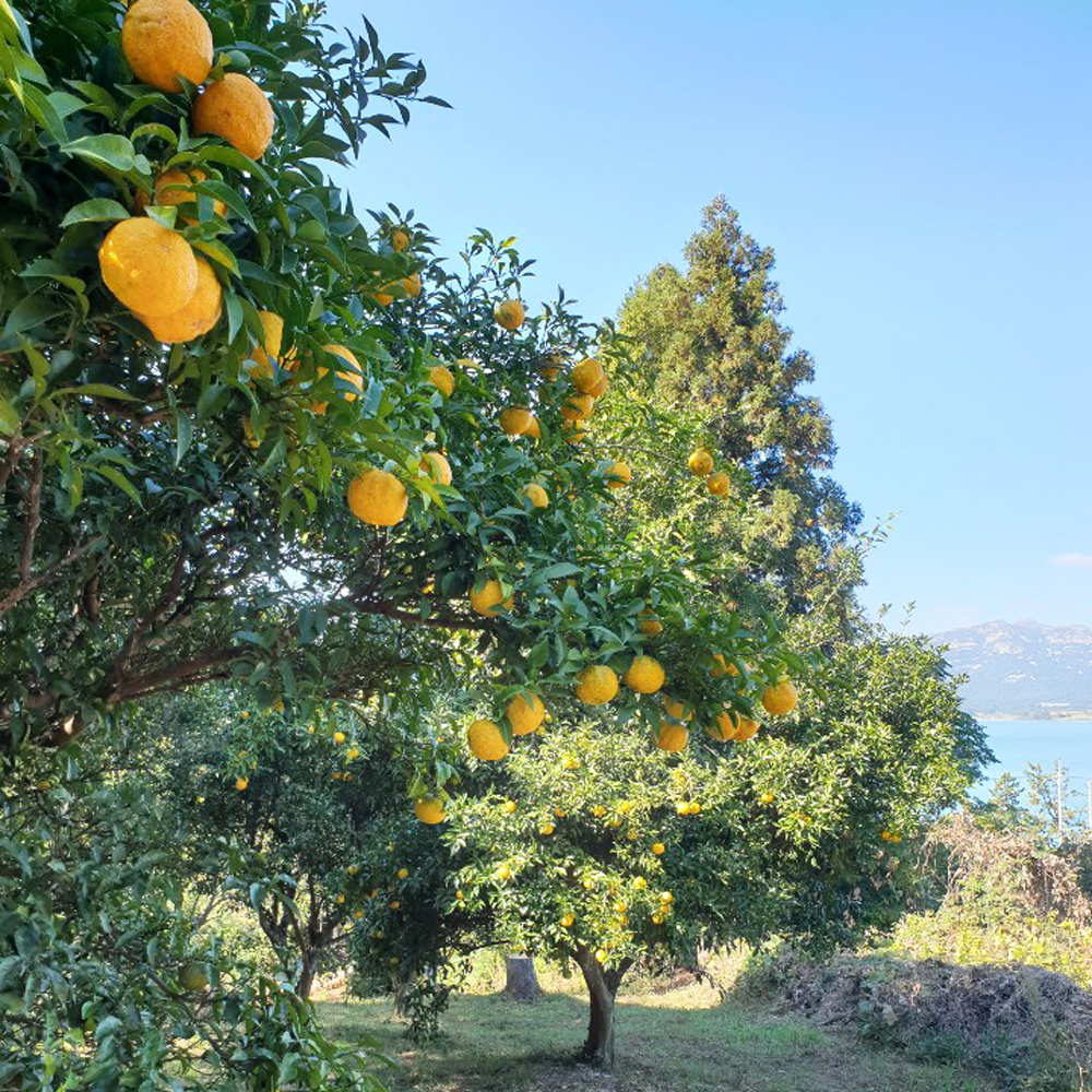 생유자 유자생과 2kg 3kg 5kg 10kg 유기농
