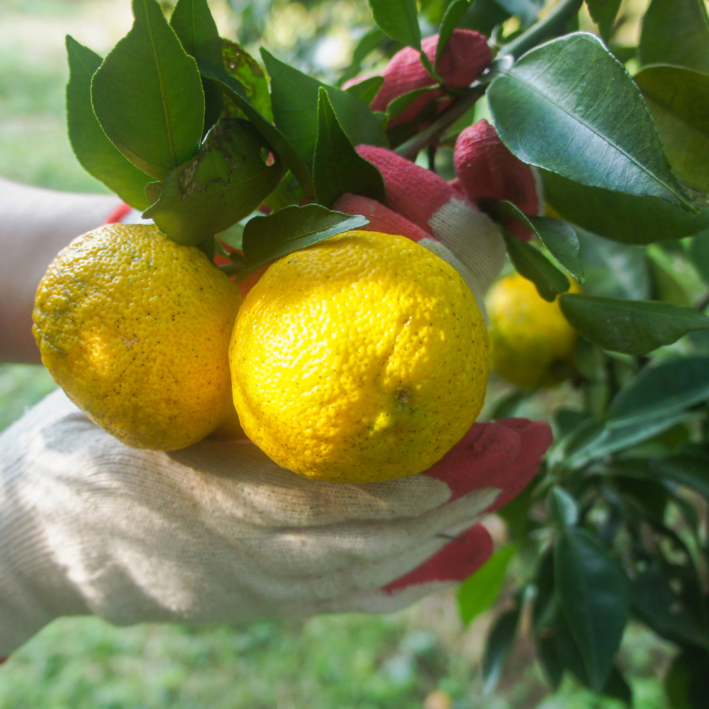 생유자 유자생과 2kg 3kg 5kg 10kg 유기농