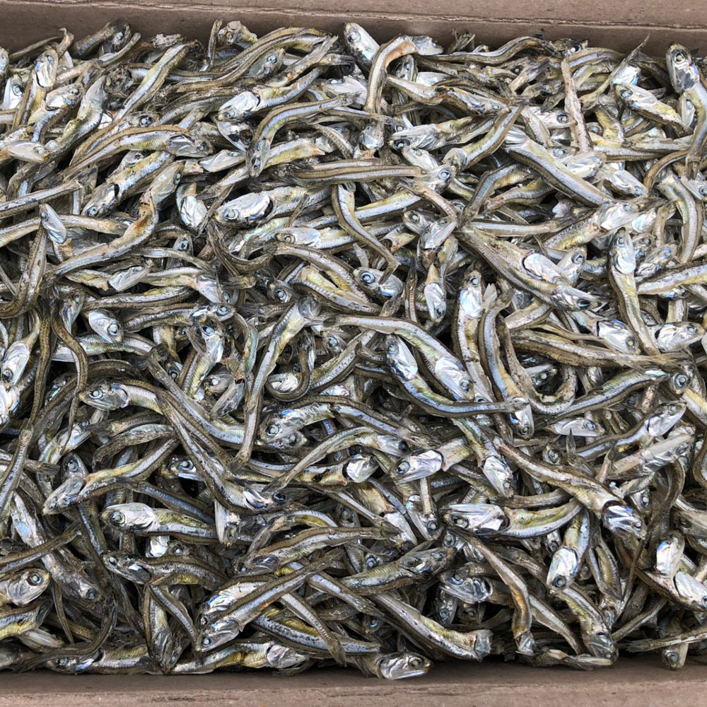 직접잡은 햇 고바멸치(상급) 300g~1.5kg