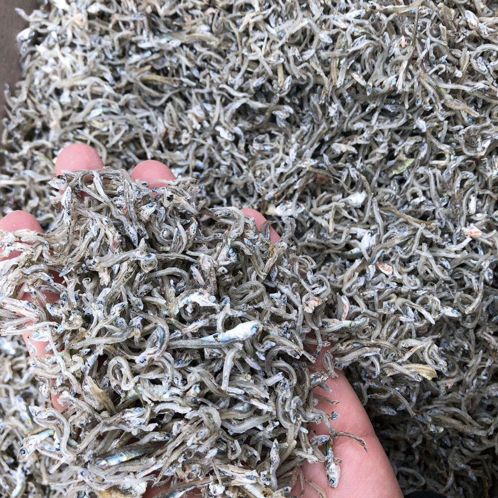 볶음용 햇 지리멸치(알뜰형) 1.5kg