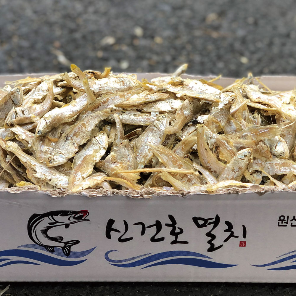 직접잡은 육수용 햇 고노리 1.5kg