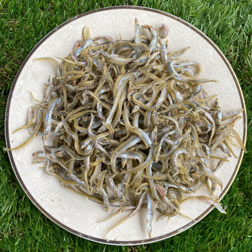 볶음/조림용 국산 햇 까나리 300g~1.5kg