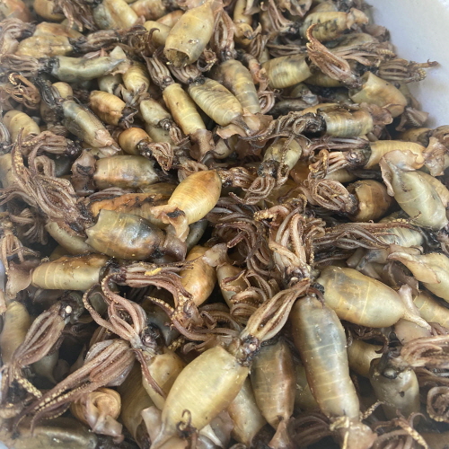 국산 햇 먹물꼴뚜기 500g~1kg