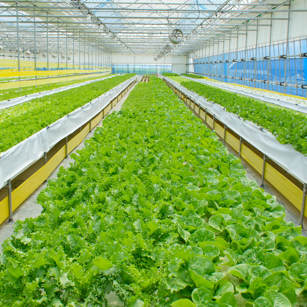 친환경 수경재배 유럽 샐러드 1kg 에어로포닉스 채소 야채 쌈채소 버터헤드 로메인